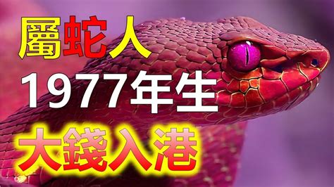 1977年屬蛇|【1977蛇】1977年出生的蛇年人命運：屬蛇人的後半。